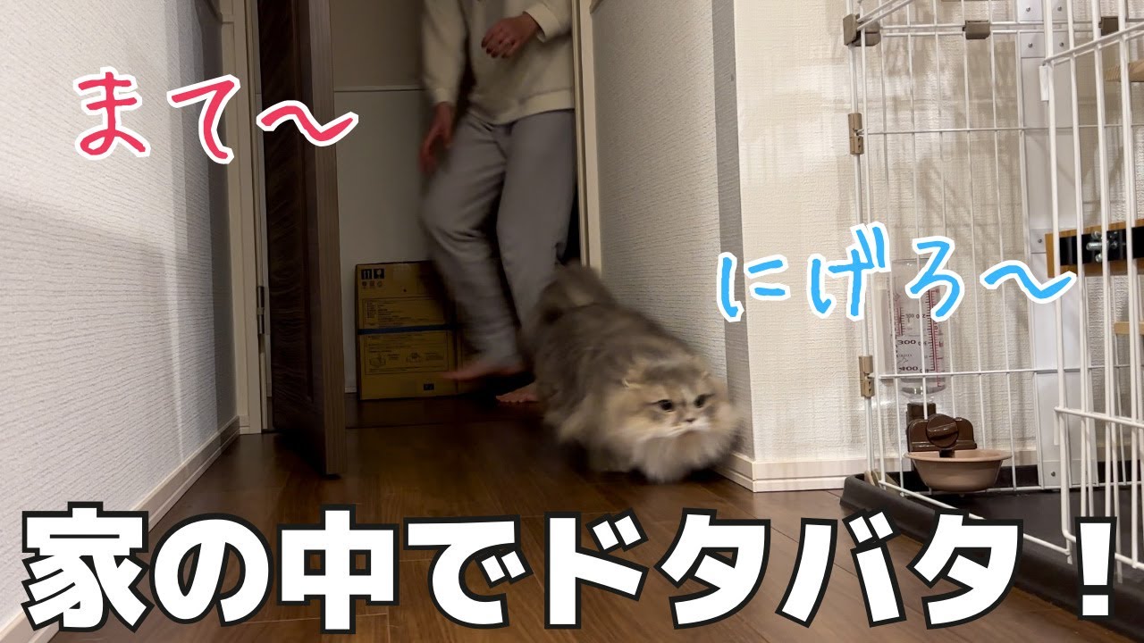 家でドタバタ！ママと追いかけっこする短足マンチカンのあずき！