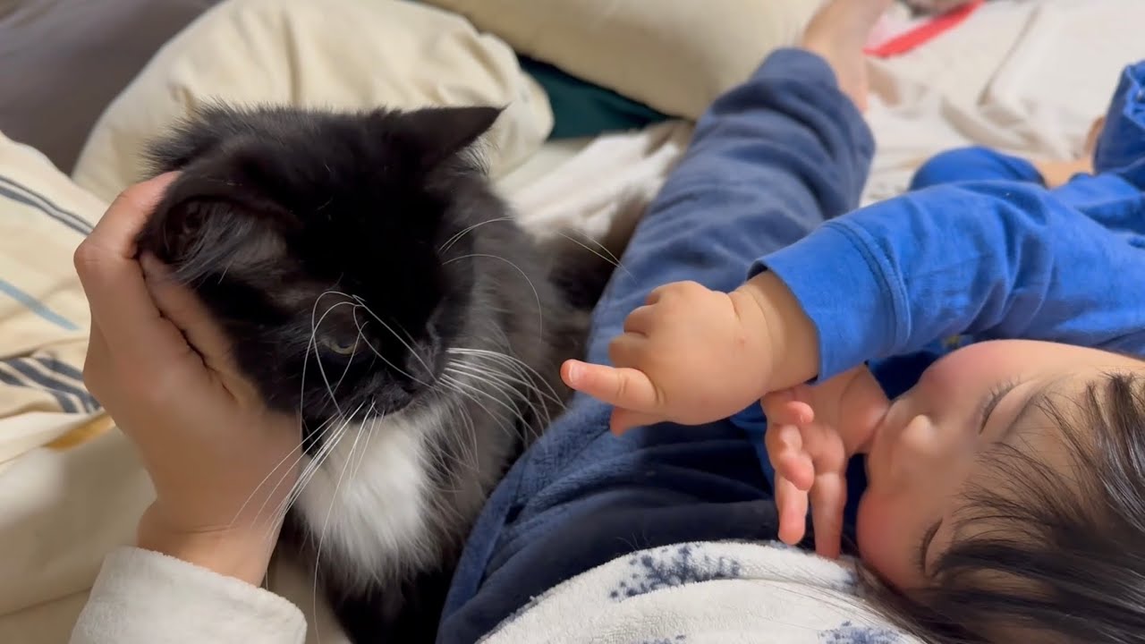 抱きつき甘える猫と2歳児に寄り添う猫　ノルウェージャンフォレストキャット　ラガマフィンA hugging cat and a cuddling cat.