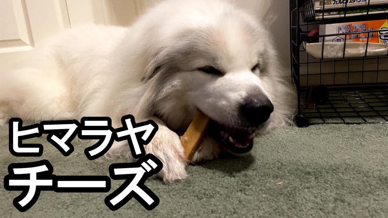 【GPラム】お嬢様にヒマラヤチーズをあげてみた