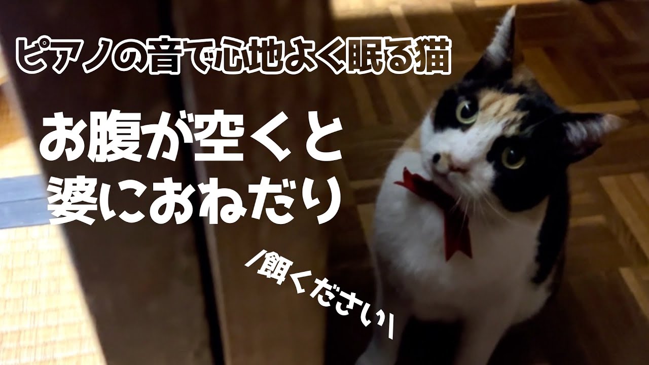 ピアノが心地よくて昼寝する猫、お腹が空いたら鳴いておねだりが可愛い
