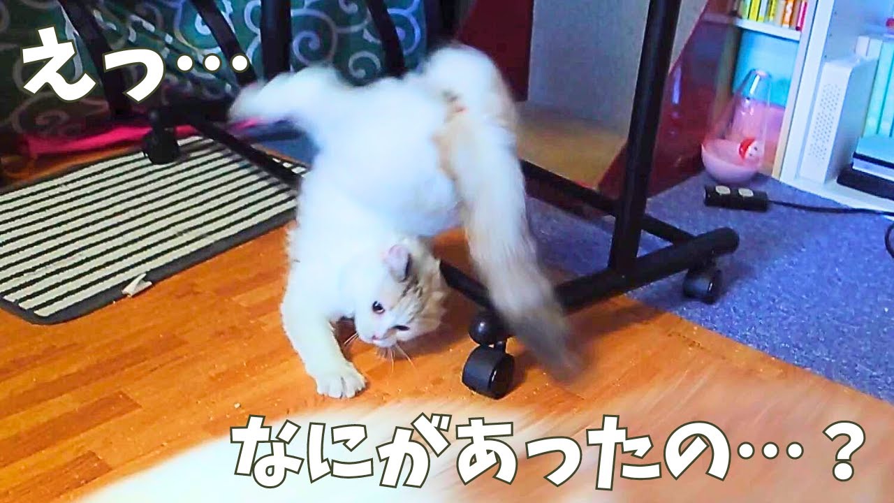 暴走する新入り子猫スフレ【ラガマフィン】【子猫】