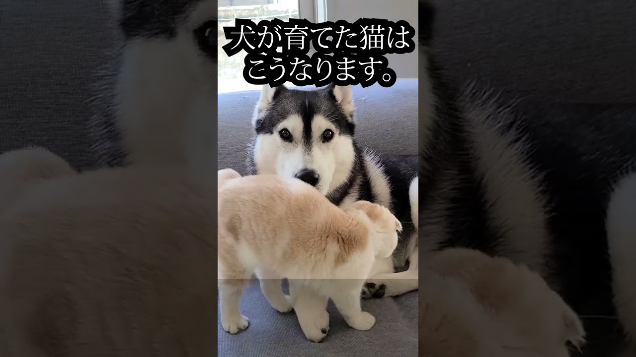 犬が育てた猫はこうなります...笑#shorts