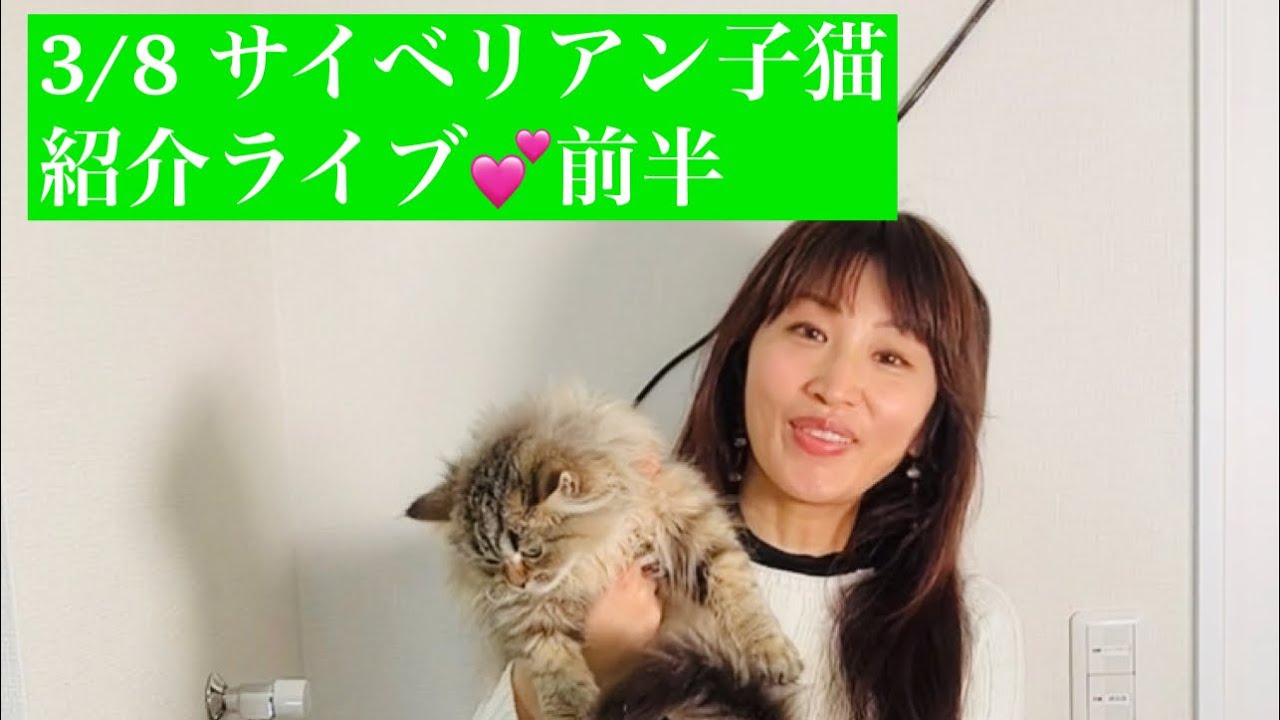 3/8 フライデーニャンニャン💕サイベリアン子猫ご紹介ライブ💕前半