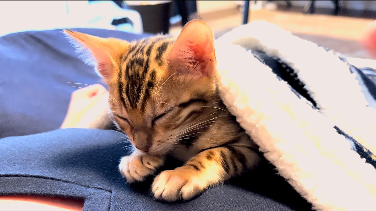 ベンガル猫とのお迎え初日がパーフェクトコミュニケーション過ぎた【可愛いシーン詰め合わせ】