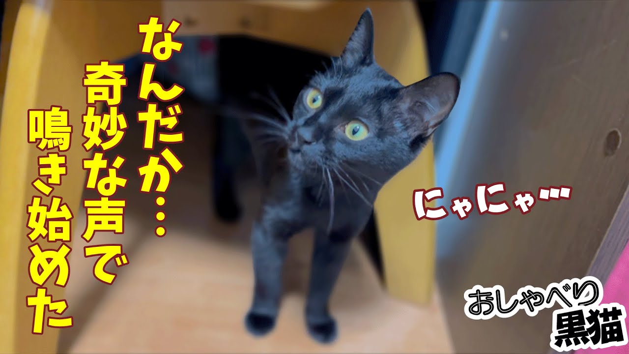 奇妙な声で鳴き始めた黒猫ちゃん。カーテンの向こうの誰かと会話してるのか？