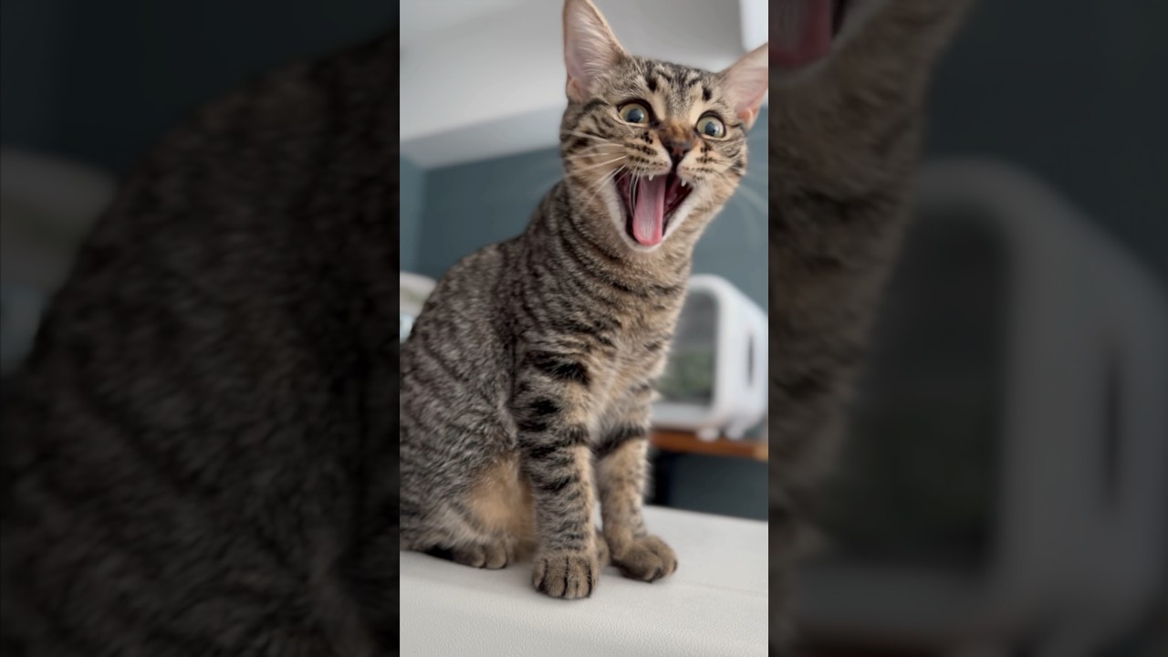 【猫動画】パパと子猫の愛情たっぷりな日常3選‼︎ #shorts