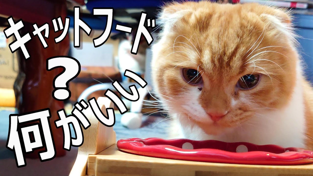 キャットフード選びに難航！結局何がいいの⁉【スコティッシュフォールド】〔No,36〕