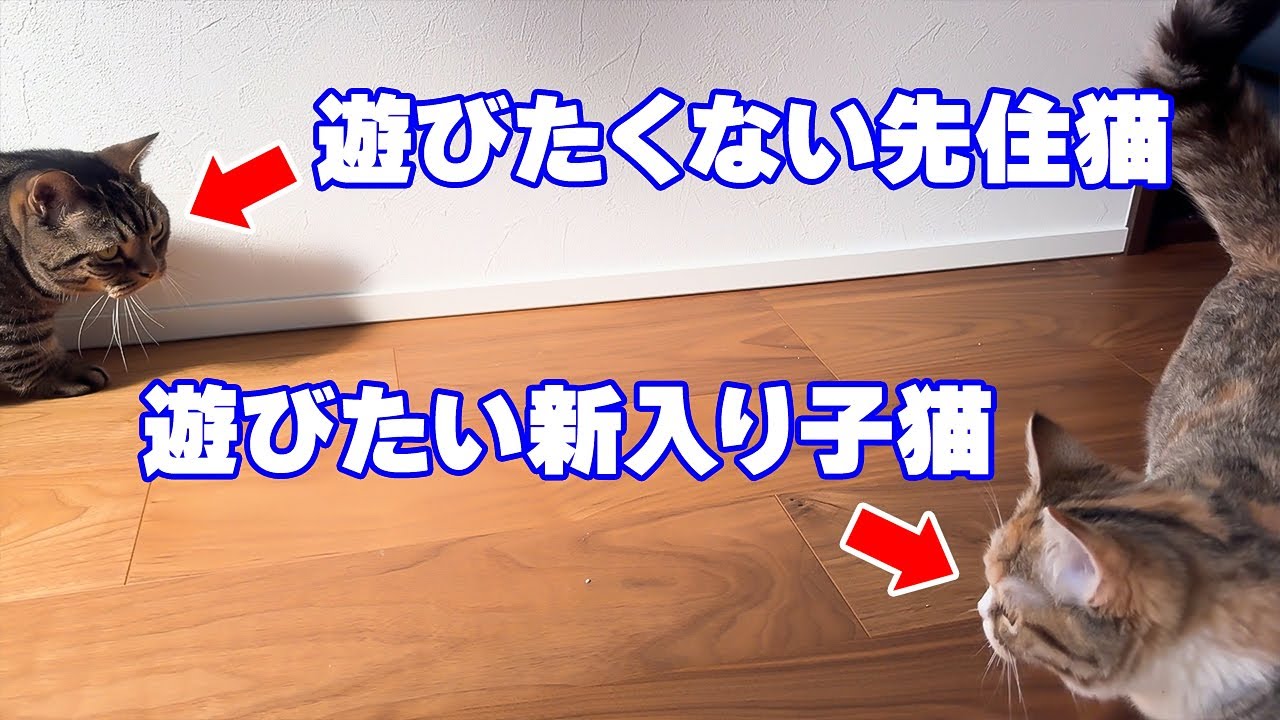 コロ助の威嚇にもめげないブロリー【マンチカン】
