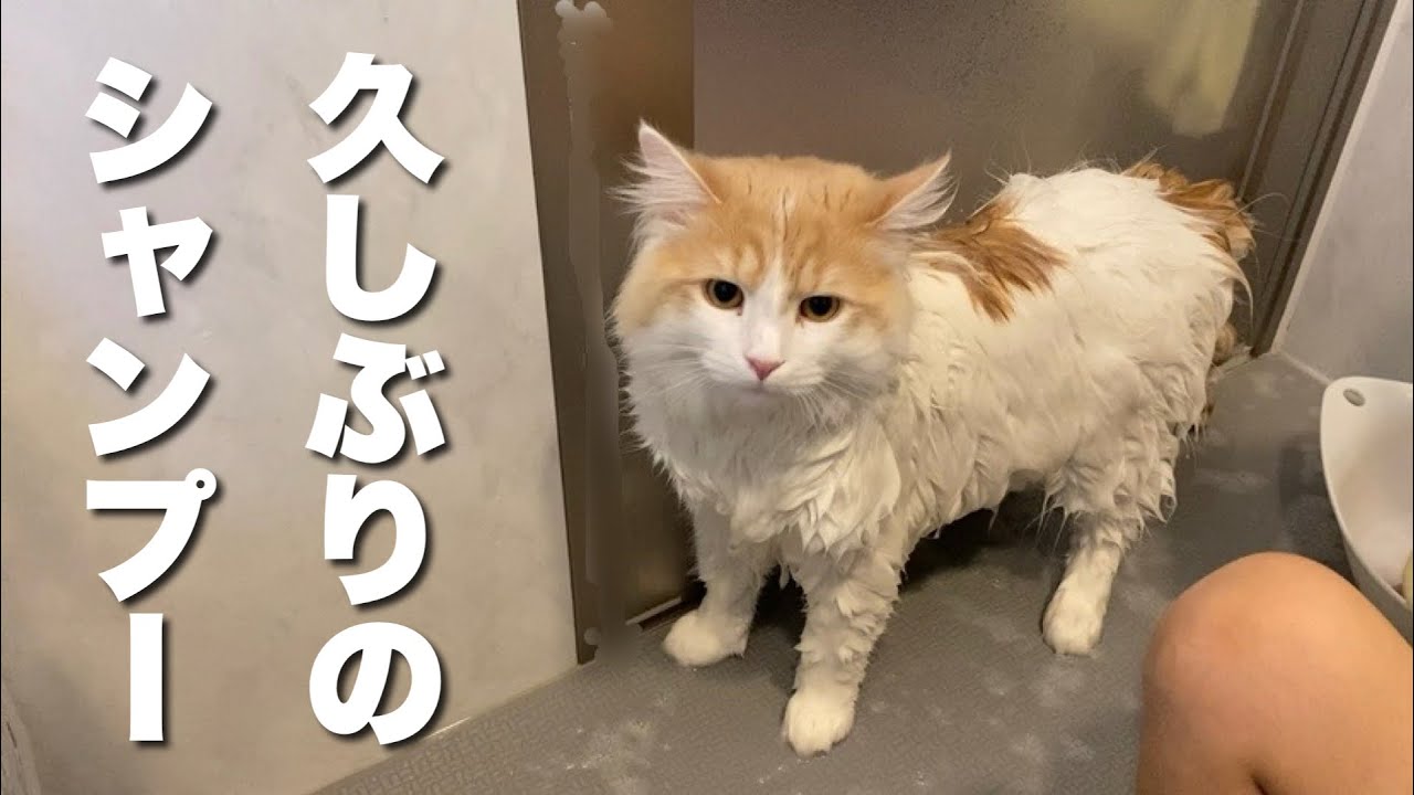 お姉ちゃんにシャンプーされる猫の反応が予想外でした…