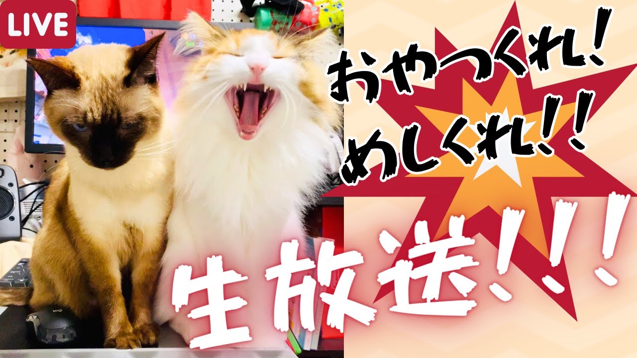 久々のちゅーるだ！保護猫＆北欧猫がカメラ前で食べたり走ったりの生放送！【シャム猫/シャムミックス＆ノルウェージャンフォレストキャット】#cat #japanesecat
