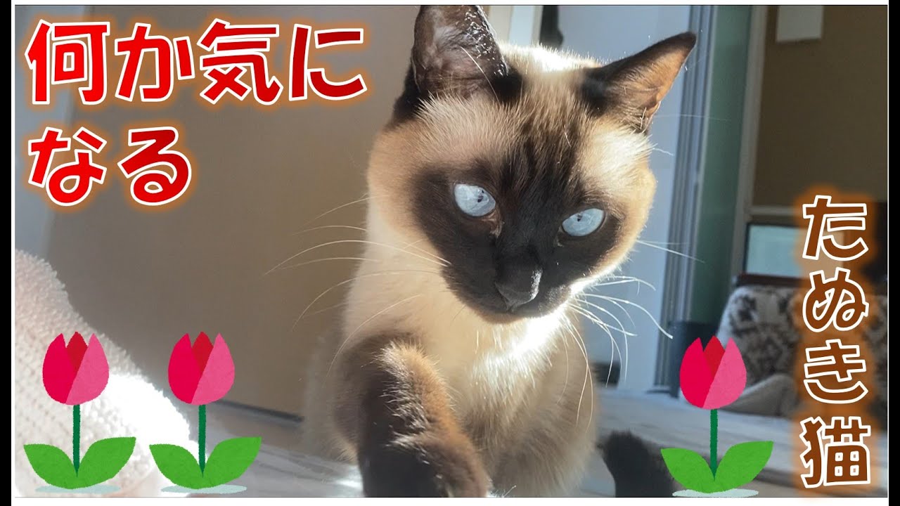 何か気になるものがあるシャム猫のふくさん【たぬき猫】