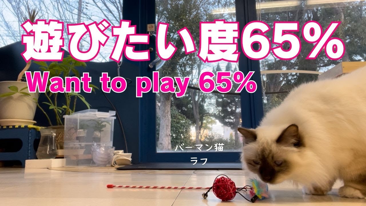 バーマン猫ミカとウリとラフ【遊びたい度65％】Want to play 65%（バーマン猫）Birman/Cat