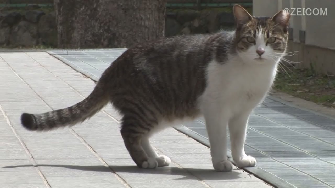 Japan Cat Trip, Nara-Day 3(2) / 日本猫旅,奈良-3日目(2)