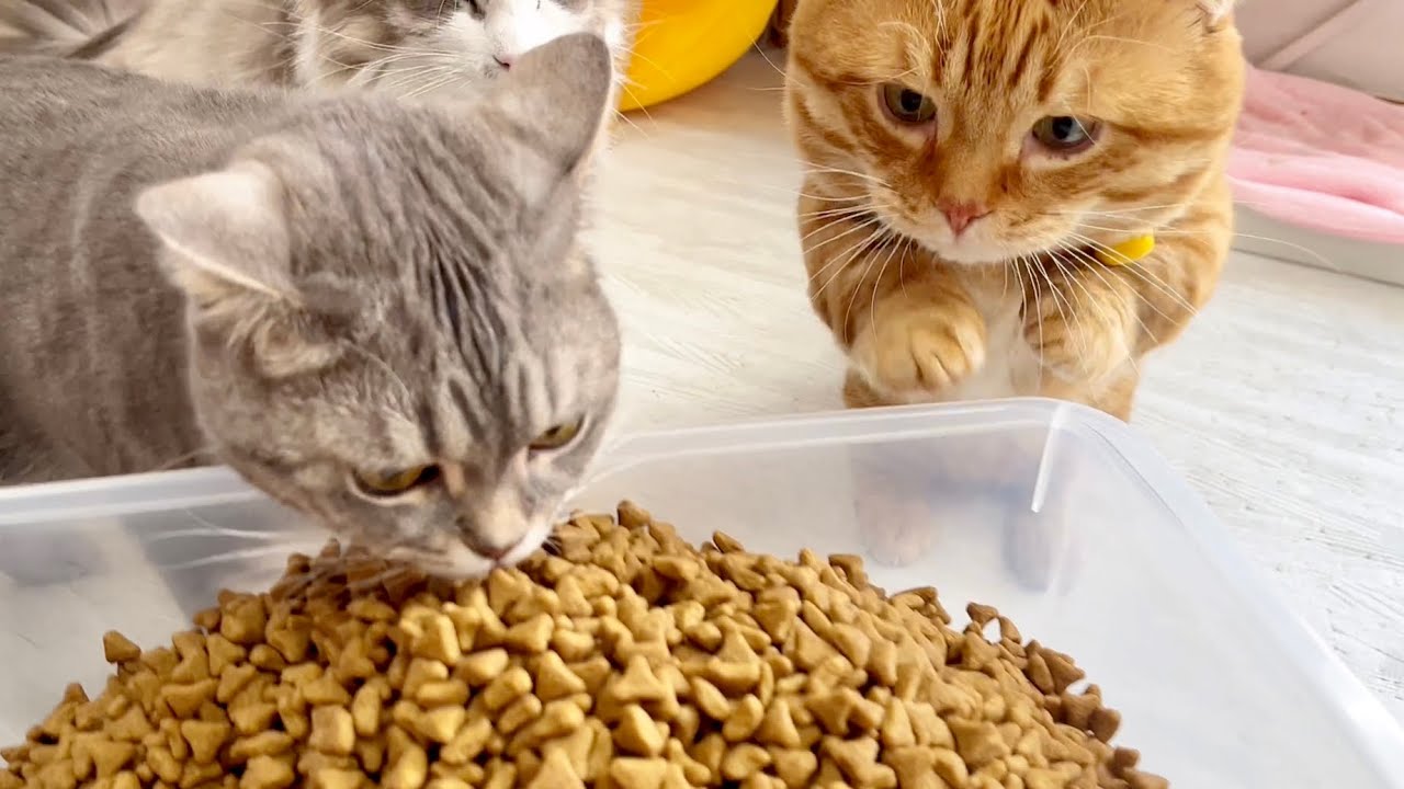 10kgのカリカリを独り占めしたいと願うぽちゃくん #猫 #マンチカン