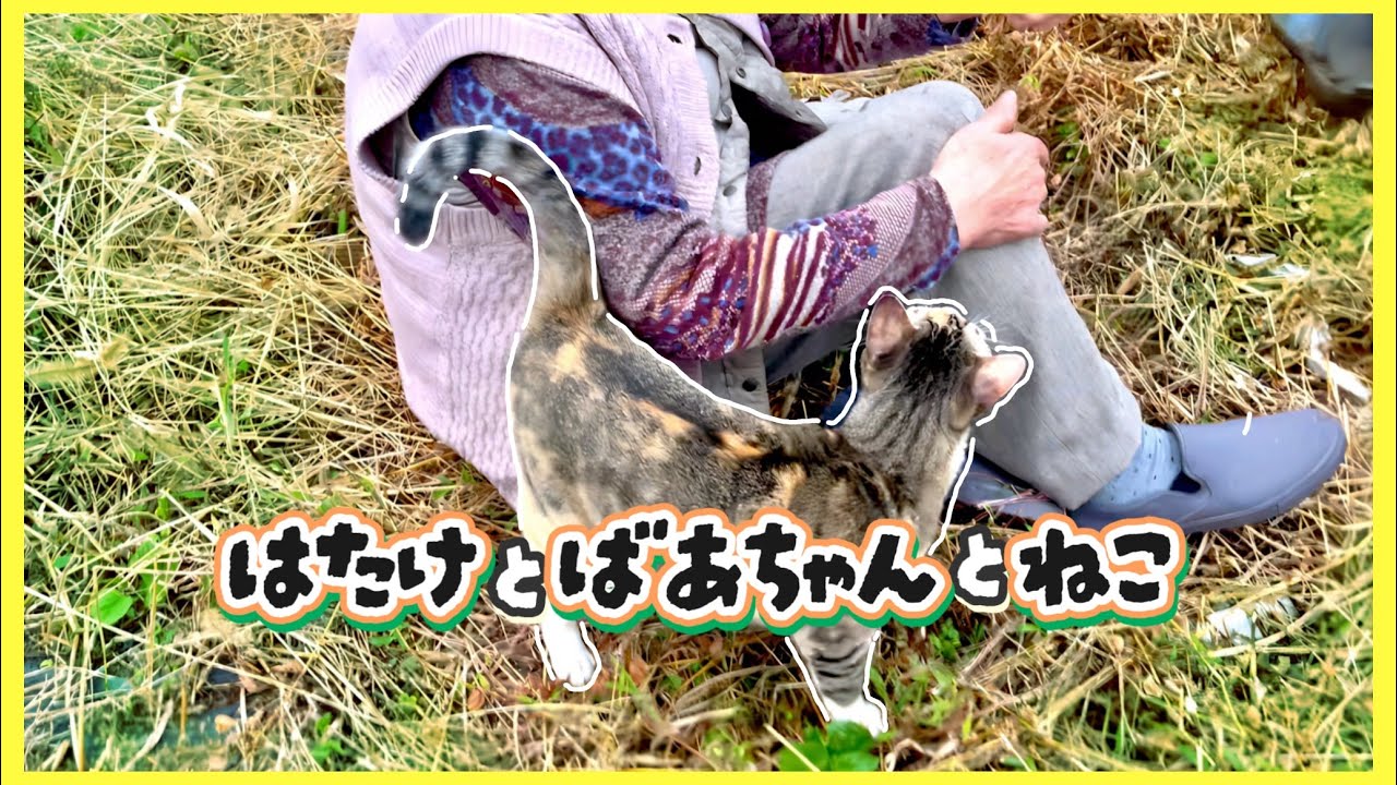【田舎暮らしネコ】90歳のおばあちゃんと畑に行く猫２【さくらさんちゃんねる】