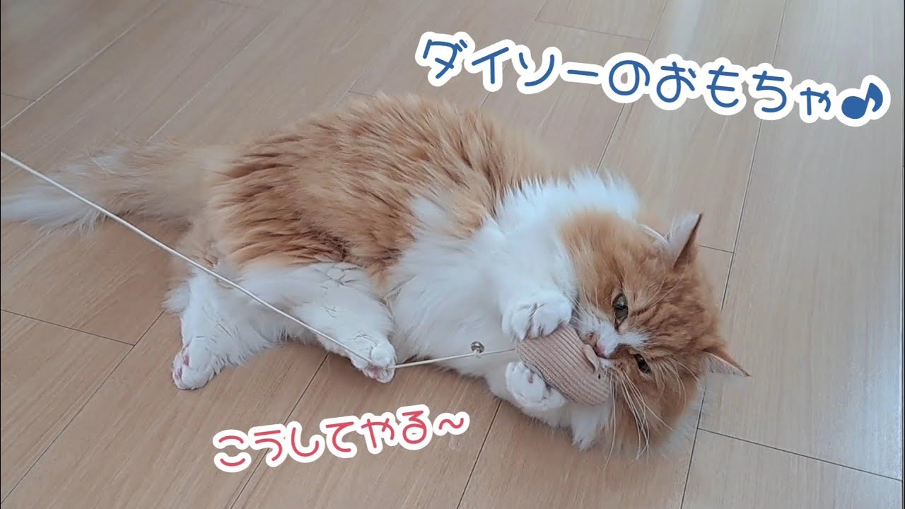 【マンチカン】新しいおもちゃで猫たちと遊んでみた結果…