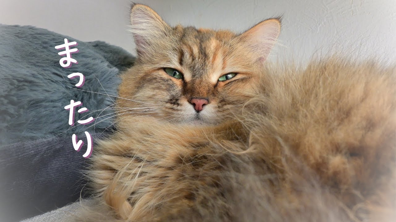 春のまったり猫【サイベリアン】