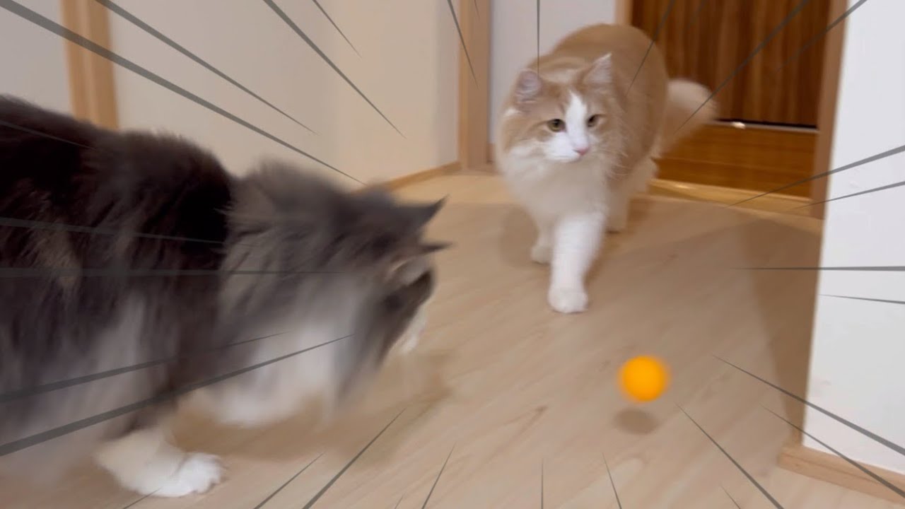 【ピンポン🏓】卓球ボールをを追いかける‼︎夢中に遊ぶもふ猫たち♡ターキッシュアンゴラとノルウェージャンフォレストキャット
