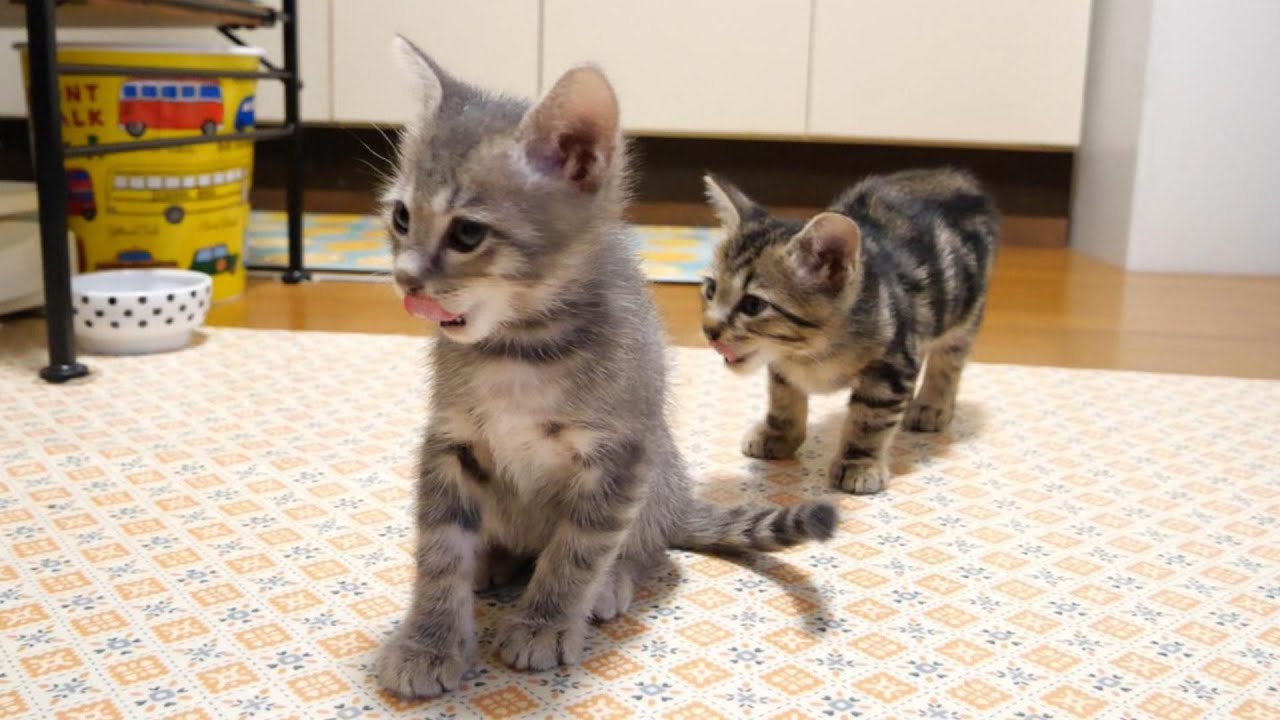 仲良し子猫がお腹いっぱいとお口をペロリペロリ【赤ちゃん猫　保護猫】