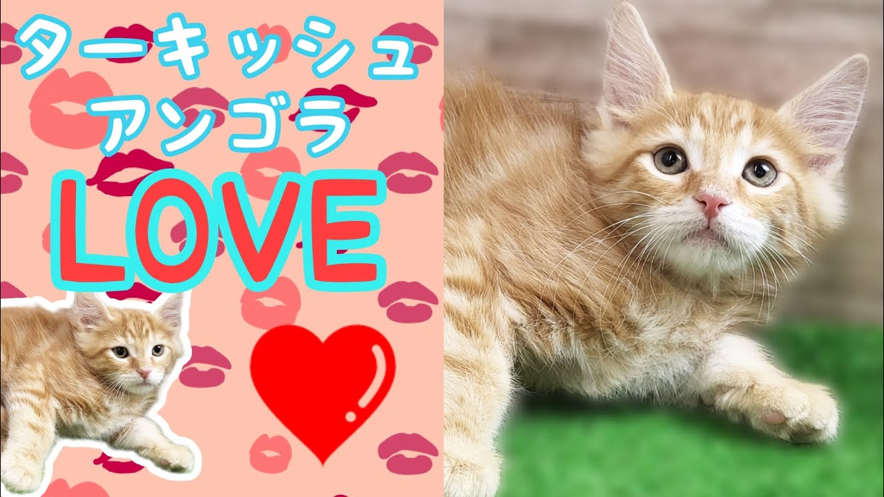 ターキッシュアンゴラ・仔猫【川崎小田栄店】