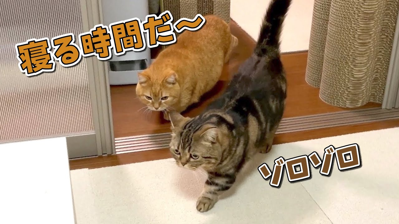 ママがベッドに行くとぞろぞろと付いてくる猫たちが可愛すぎる…！