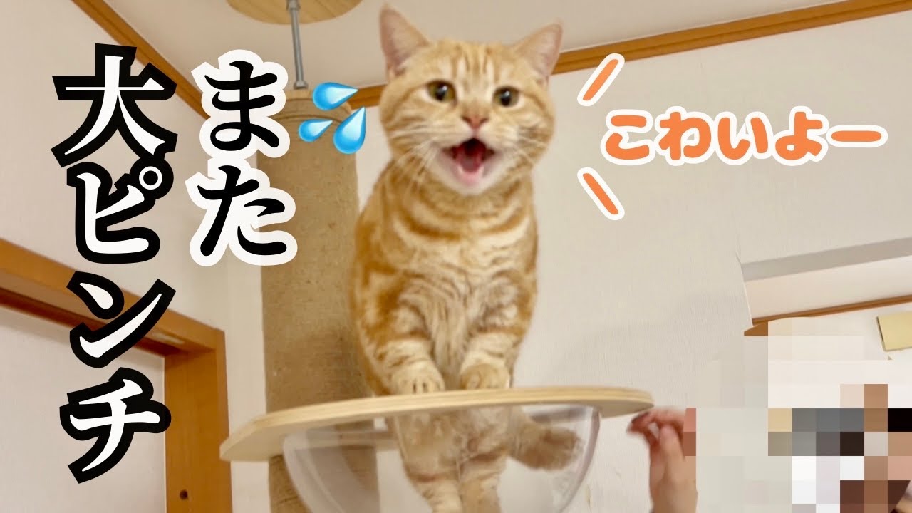 ごはんタイムに...ふたたびちゃーぼー大ピンチ！ #猫 #マンチカン