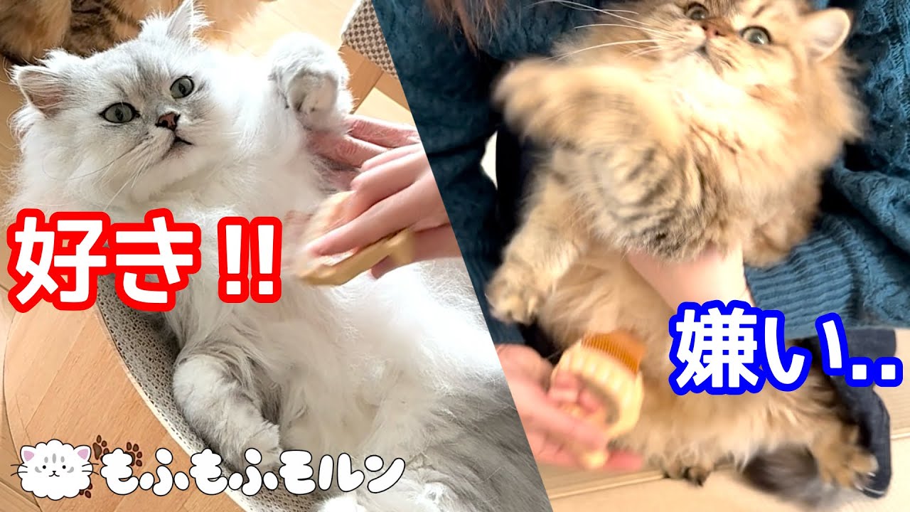 もふもふ猫兄妹のブラッシングに対する反応の違い 【サイベリアン】