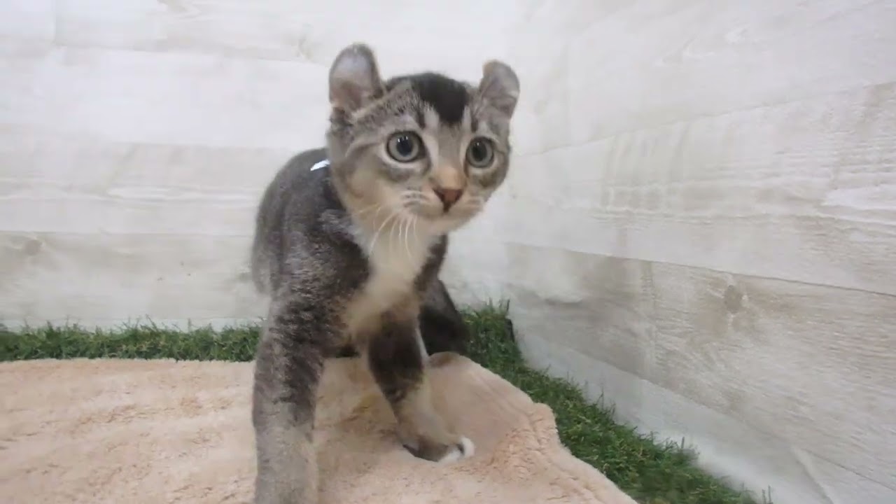 00588930 アメリカンカール