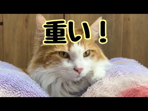 足の上で寝る重い猫をおろすとこうなりました【マリー（メインクーン）】
