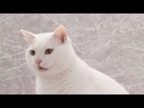 花粉症でくしゃみ連発したら猫が意外な反応してくれました…w　#cute