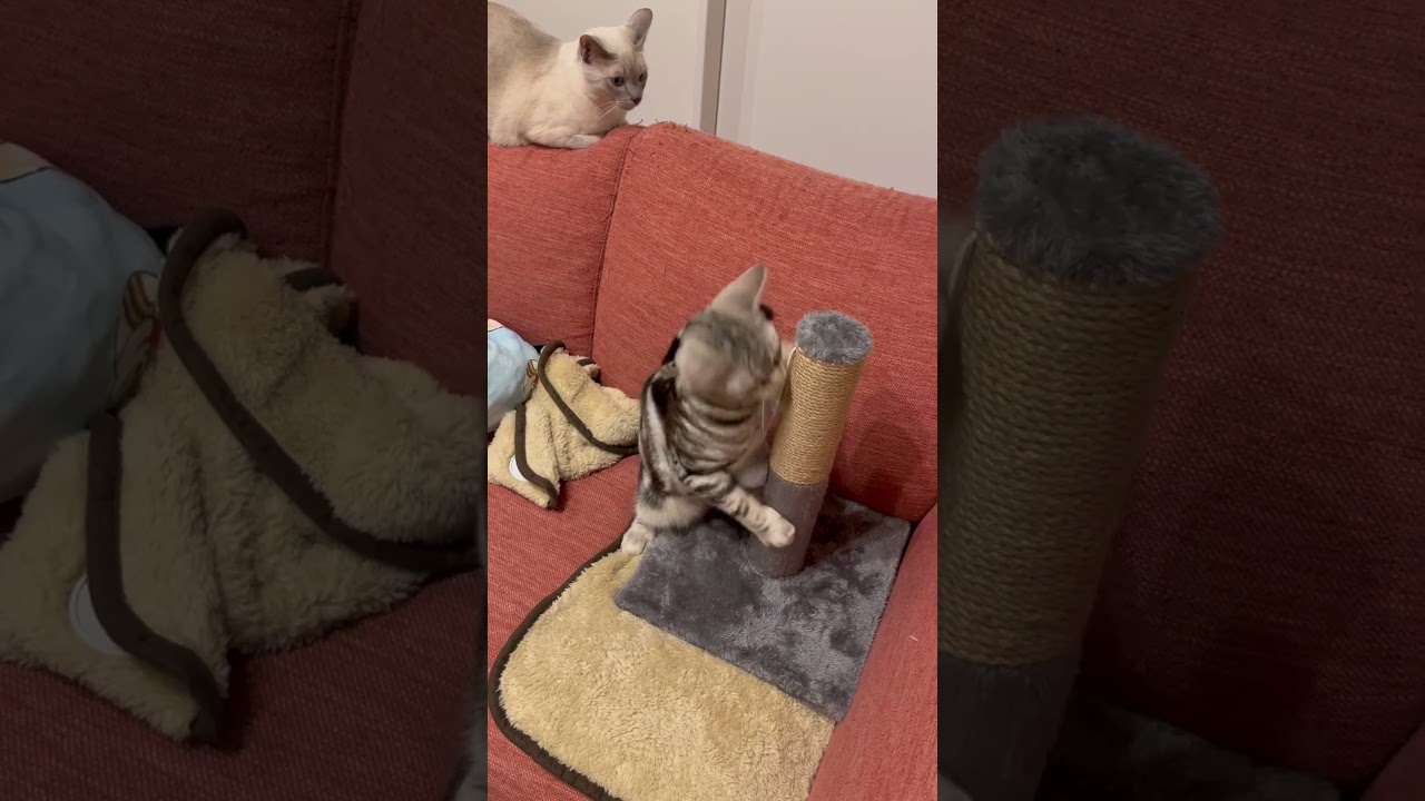 #ねこ #ねこのいる生活 #猫 #アメリカンショートヘア #ベンガル #トンキニーズ #こねこ　#ねこ好き　#ねこ動画