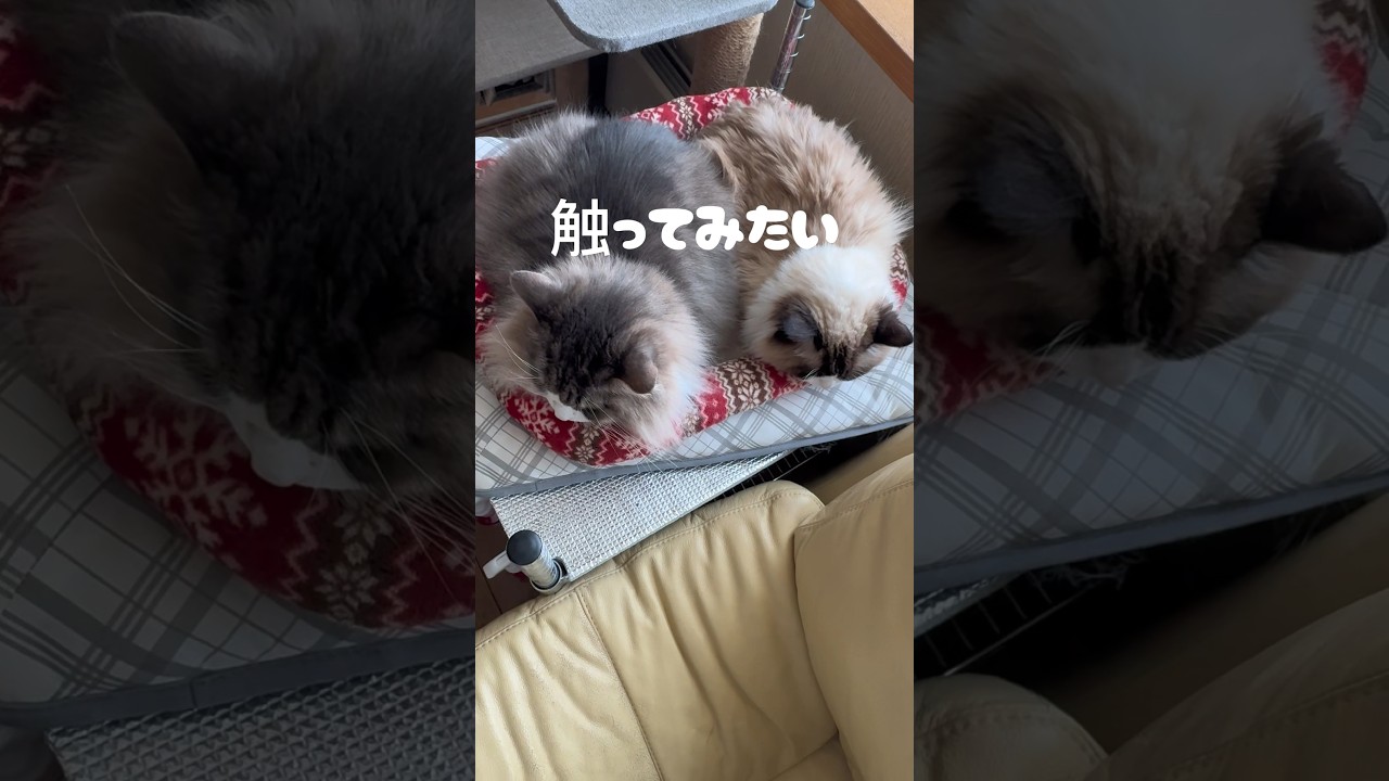 モフモフ過ぎる猫2匹！#ラグドール #ノルウェージャンフォレストキャット #寄り添う #癒し動画 #shorts