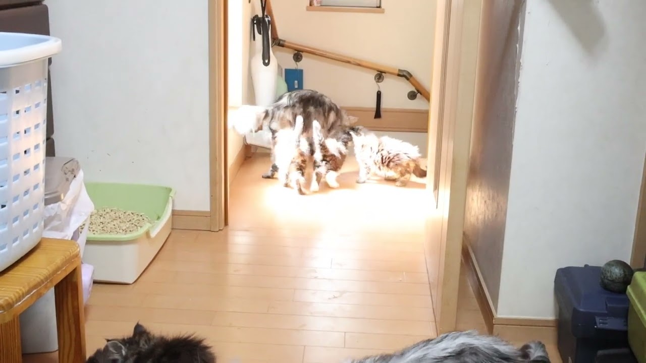 ドアを開けたよメインクーンの子猫たち