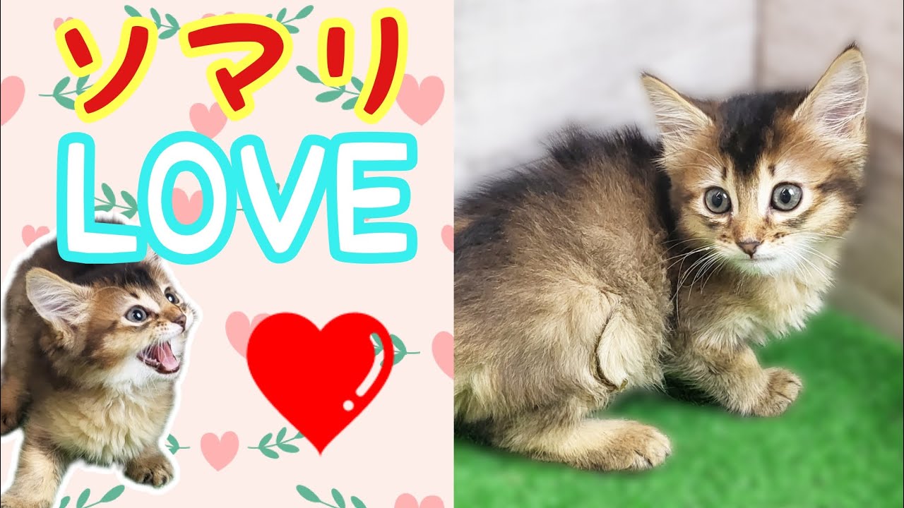 ソマリ・仔猫【Mitten府中店】