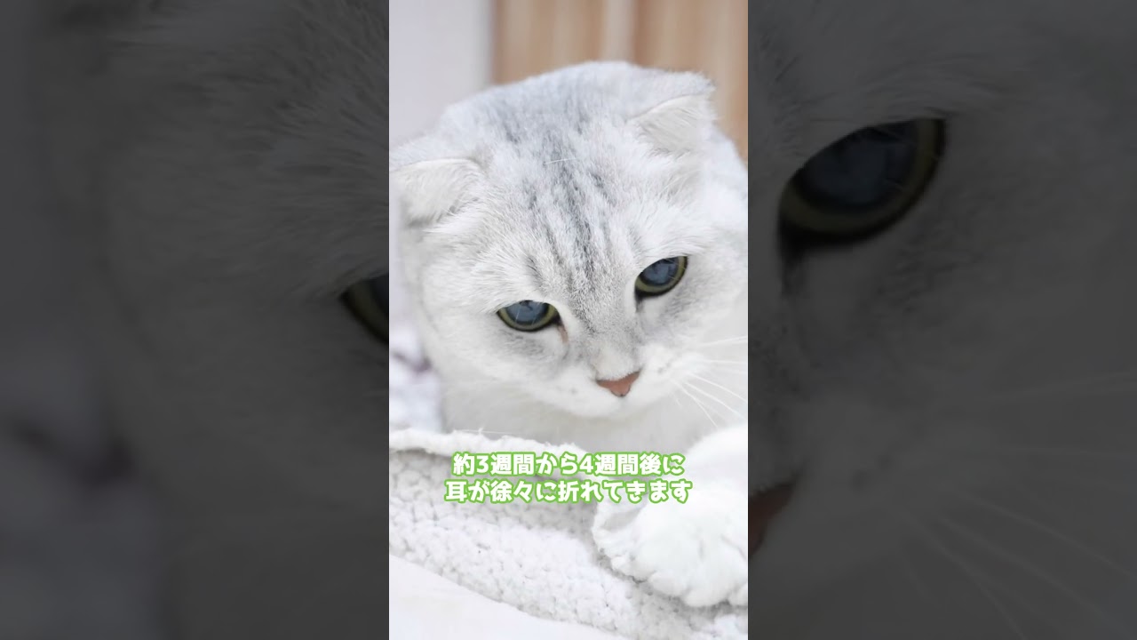 スコティッシュフォールドの雑学#shorts #cat #未知なるキャット #ねこ#折れ耳