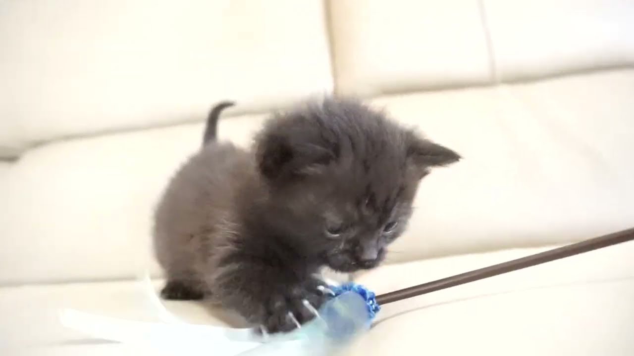 セルカークレックス子猫　2024.2.3産まれ 　ブラックスモーク　　女の子　Selkirk Rex　シーダキャット猫のお店