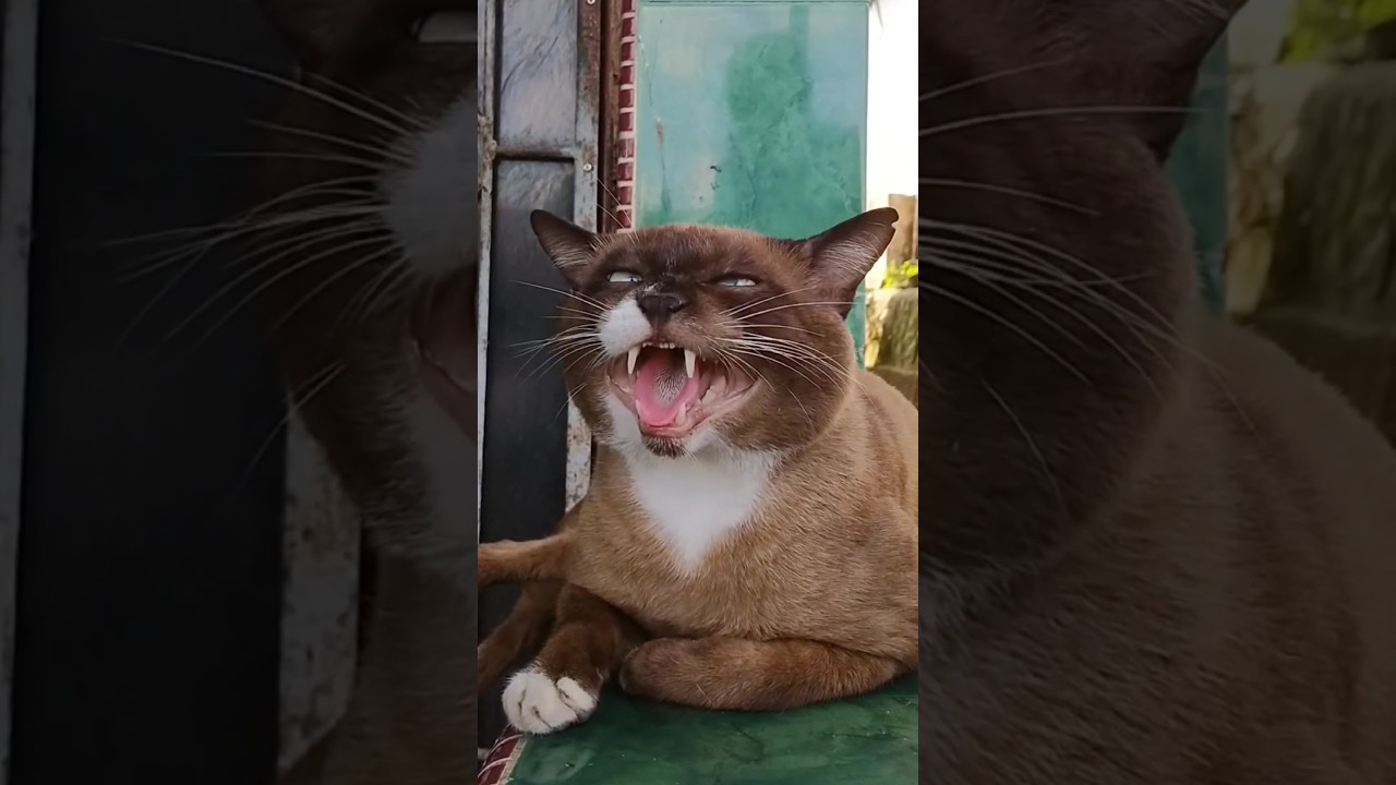 brown cat hissing #shorts
