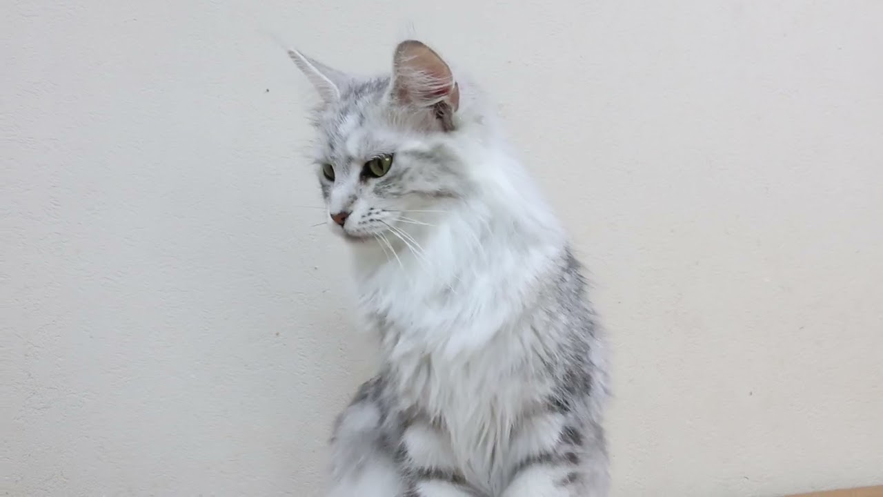 メインクーンシルバーのなおみさん５才５ヶ月