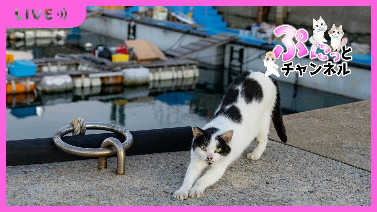 可愛い猫ちゃんライブ配信♪2024/03/08