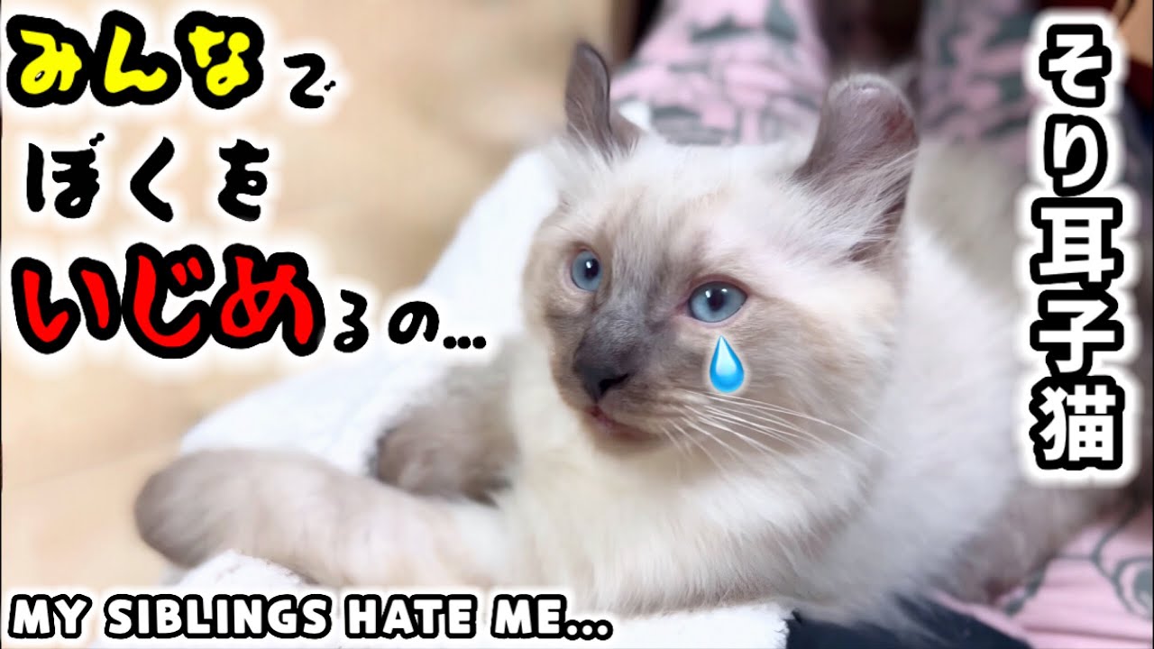 😿白毛で産まれ、兄妹から虐められる白虎色の子猫【🐺そり耳オオヤマネコもののけ姫の子猫成長記録第２期】#猫 #子猫