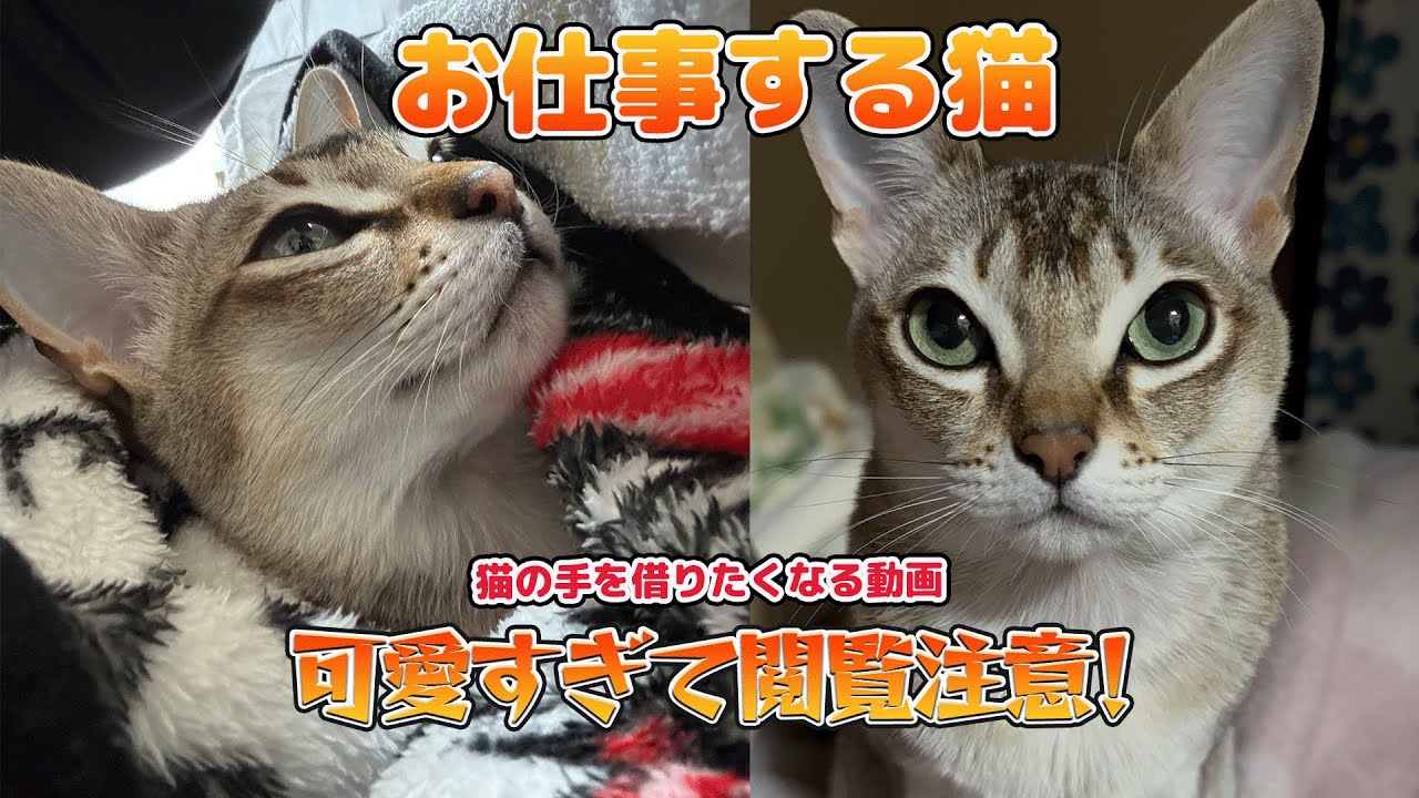 【シンガプーラ】大好物が欲しい時にだけ鳴く猫がこちら↑#シンガープーラ #animals #cat #pets