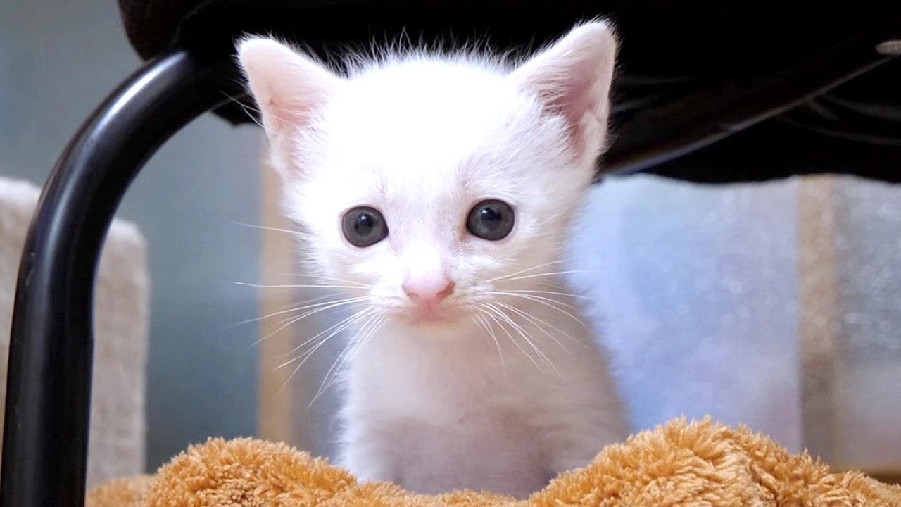 トイレ訓練中の子猫達が砂まみれで暴れています【赤ちゃん猫　保護猫】
