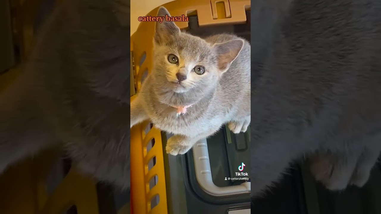 ロシアンブルー 抱っこ大好き。優しい気質