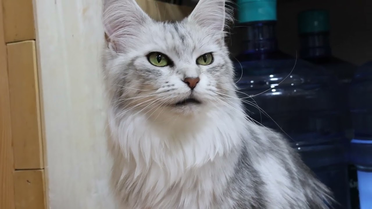 メインクーンシルバーのなおみさん５才5ヶ月