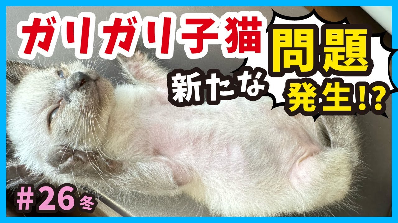 【保護猫 難問山積】保護した痩せ子猫が立派に成長するまでには山あり谷あり‥。真冬に保護した赤ちゃん猫たちの成長記録。（冬26）