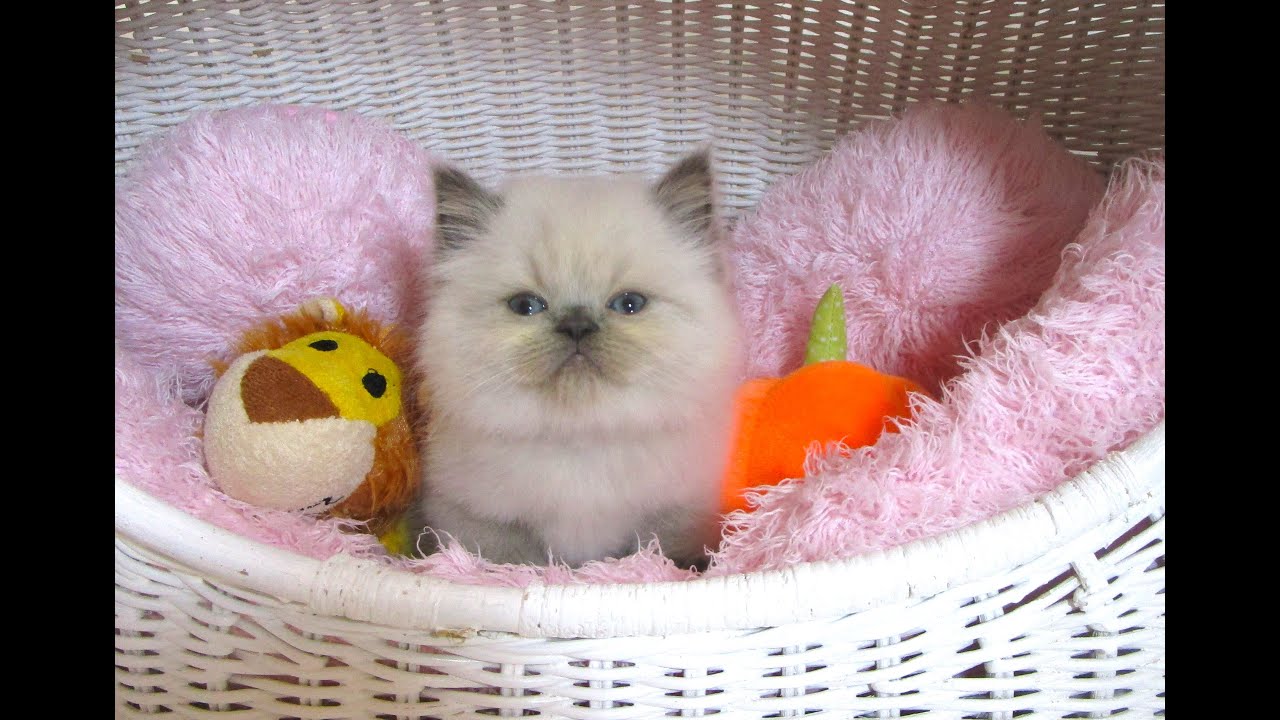 ☆中山店☆ヒマラヤン☆男の子☆ブルーポイント☆/8生まれ☆