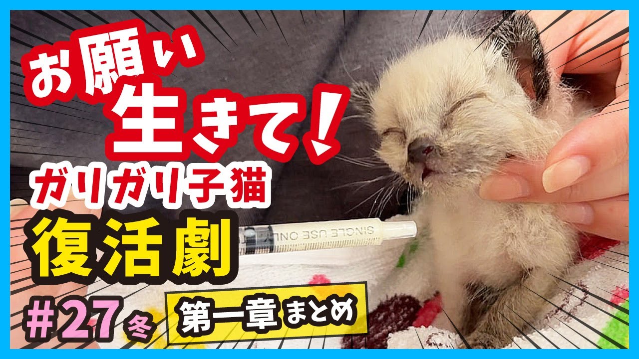 【子猫 絶対守る】体重150g。生死をさまようガリガリ子猫が奇跡の回復を遂げるまで。第一章まとめ。（冬27）