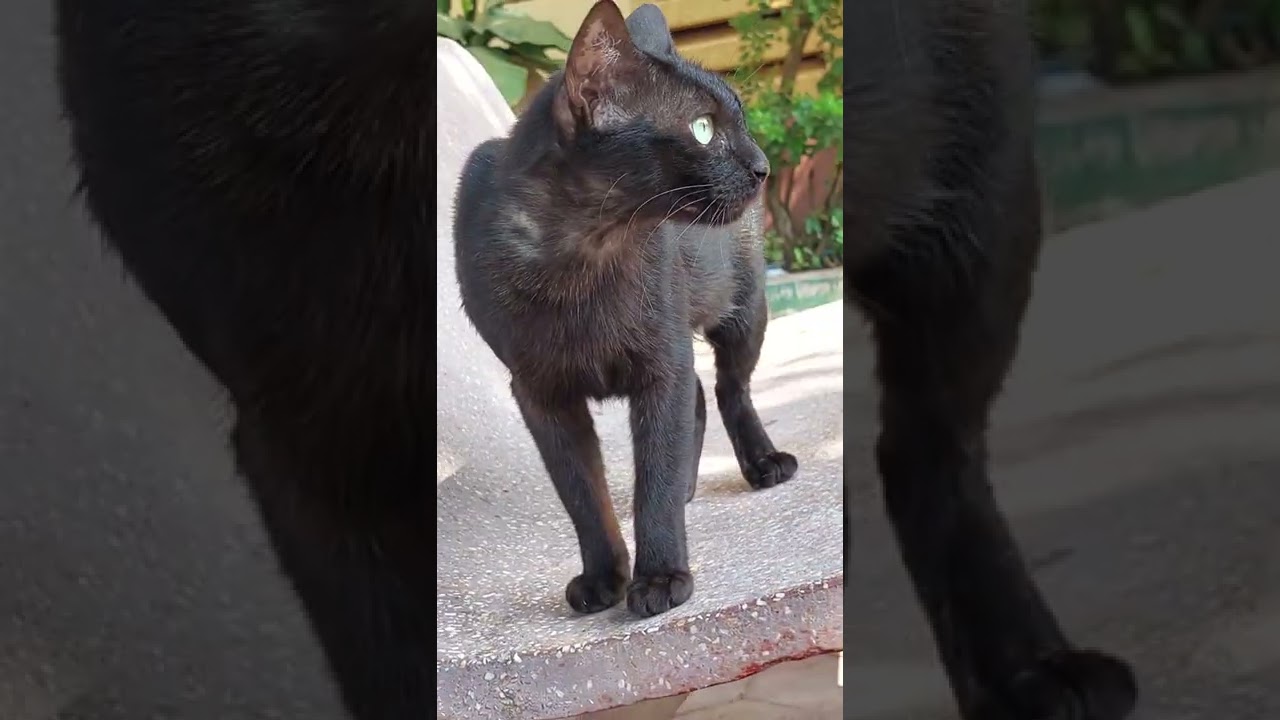 Homeless cat looking at something