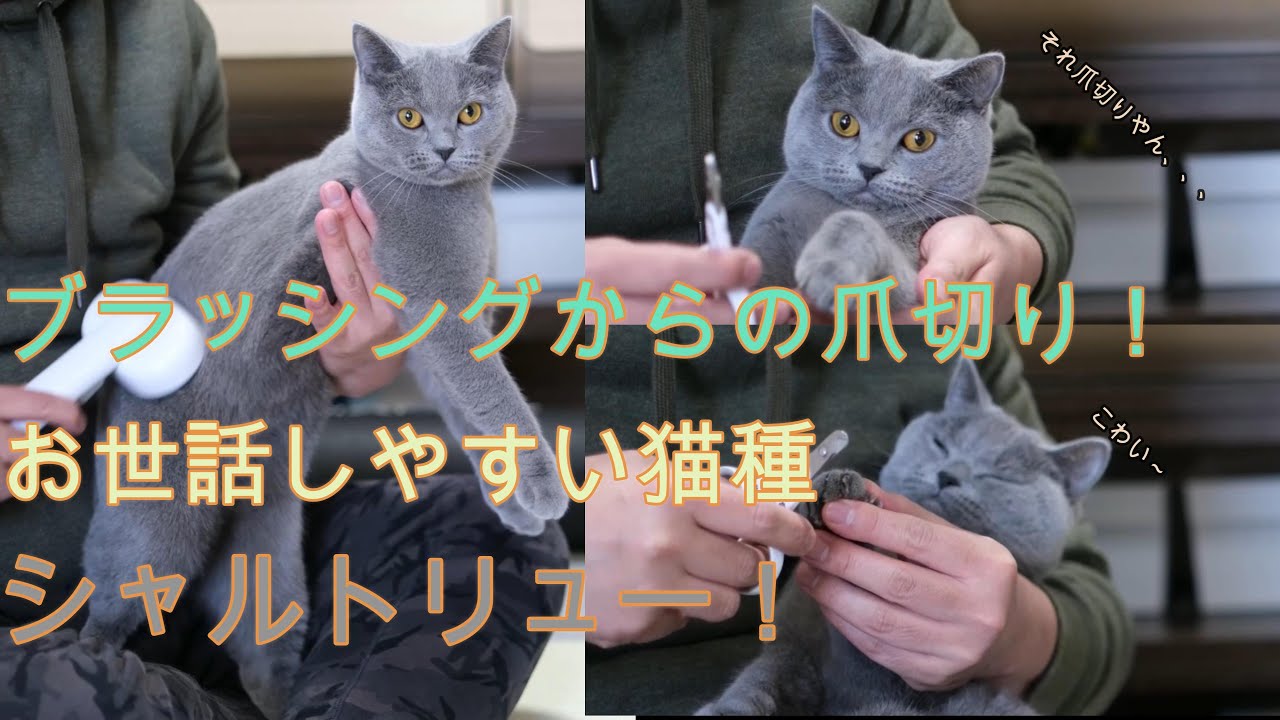 ブラッシングからの爪切り！お世話しやすい猫種。シャルトリュー！
