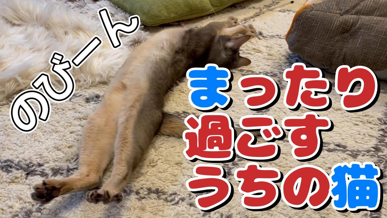 マッタリと過ごすうちの猫さん♡